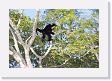 07-019 * Male Black Howler Monkey * Male Black Howler Monkey